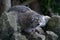 Pallas Cat (Felis Manul)