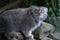 Pallas Cat (Felis Manul)