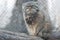 The Pallas cat Otocolobus manul, also called manul, is a small wild cat with a broad but fragmented distribution in the