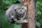 Pallas cat Otocolobus manul. Manul is living in the grasslands and montane steppes of Central Asia. Portrait of cute furry