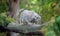 Pallas   cat Otocolobus manul. Manul is living in the grasslands and montane steppes of Central Asia. Wild adult cat is hunting