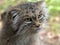 Pallas` cat, Otocolobus manul, one of the most beautiful cats