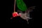 Pallas long-tongued bat Glossophaga soricina  South and Central American bat with a fast metabolism that feeds on nectar, flying