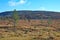 Pallas national park in Finnish Lapland