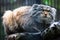 Pallas`s cat, or manul, lives in the cold and arid steppes of central Asia.