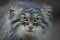 Pallas`s cat Otocolobus manul