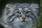 Pallas`s cat Otocolobus manul