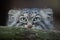 Pallas`s cat Otocolobus manul