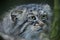 Pallas`s cat Otocolobus manul