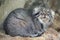 Pallas\'s cat (Otocolobus manul), also known as the manul.