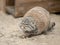 Pallas`s cat Otocolobus manul. Manul is living in the grasslands and montane steppes of Central Asia. Cute furry adult manul