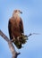 Pallas`s fish eagle