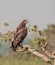 Pallas\\\'s fish eagle ( Haliaeetus leucoryphus