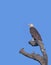 Pallas`s fish-eagle perched on dried tree log