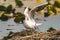 Pallas`s gull, also known as the great black-headed gull seen in the Danube Delta, Romania