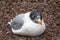 Pallas`s gull, Ichthyaetus ichthyaetus, also known as the great black-headed gull sitting on the ground at nest
