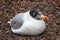 Pallas`s gull, Ichthyaetus ichthyaetus, also known as the great black-headed gull sitting on the ground at nest