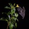 Pallas`s Long-tongued Bat - Glossophaga soricina