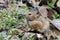 Pallas\\\'s Pika, Ochotona pallasi