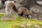 Pallas`s squirrel Callosciurus erythraeus, also known as the red-bellied tree squirrel sitting on a mossy stone