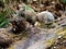 Pallas`s squirrel on a log in a Japanese forest 2