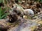 Pallas`s squirrel on a log in a Japanese forest 3