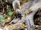 Pallas`s squirrel on a log in a Japanese forest 5