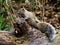Pallas`s squirrel on a log in a Japanese forest 7