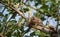 Pallas\'s squirrel or Red-bellied squirrel
