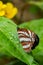 Pallas sailer or common glider butterfly, Neptis sappho, guarding its territory