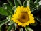 Pallenis maritima - Small yellow flower