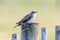 Pallid Cuckoo in Australia