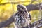 Pallid Cuckoo Chick in South Australia