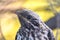 Pallid Cuckoo Chick in South Australia