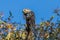 Pallid Cuckoo in Victoria, Australia