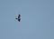 Pallid harrier flying high up in the sky at Hamala area, Bahrain