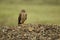 Pallid harrier perched on rocks, Female, Circus macrourus,