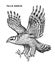 Pallid harrier. Wild forest bird of prey. Hand drawn sketch graphic style. Fashion patch. Print for t-shirt, Tattoo or