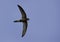 Pallid swift flying at Busiateen coast of Bahrain