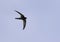 Pallid swift flying at Busiateen coast of Bahrain