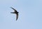 Pallid swift flying at Busiateen coast of Bahrain