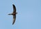 Pallid swift flying at Busiateen coast of Bahrain