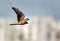 Pallied harrier in flight