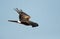 Pallied Harrier flying, Bahrain
