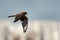 Pallied harrier looking down in flight