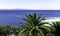 Palm and Adriatic Sea - Podgora, Makarska Riviera, Dalmatia, Croatia