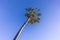 Palm against blue sky. California dreamin