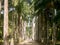 The Palm alley in The Botanical Garden in Rio de Janeiro