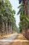 Palm alley in a tropical garden