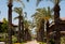 Palm Alley in tropical hotel